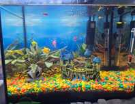 Akwarium 35L, oświetlenie LED, filtr Aquael, duże dekoracje, stan 5+