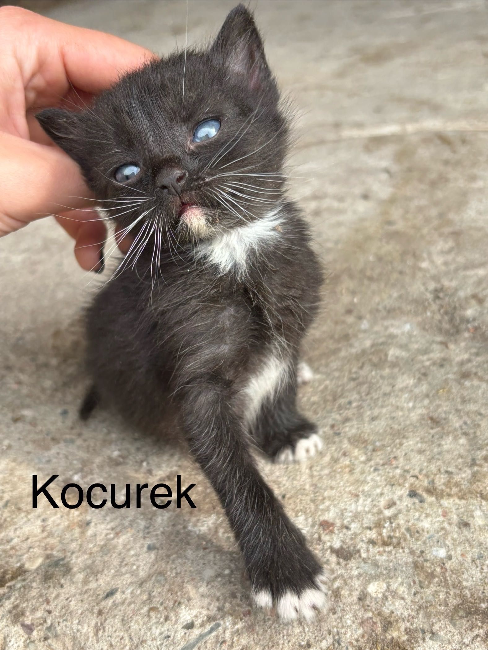 ODDAM kotki w dobre ręce