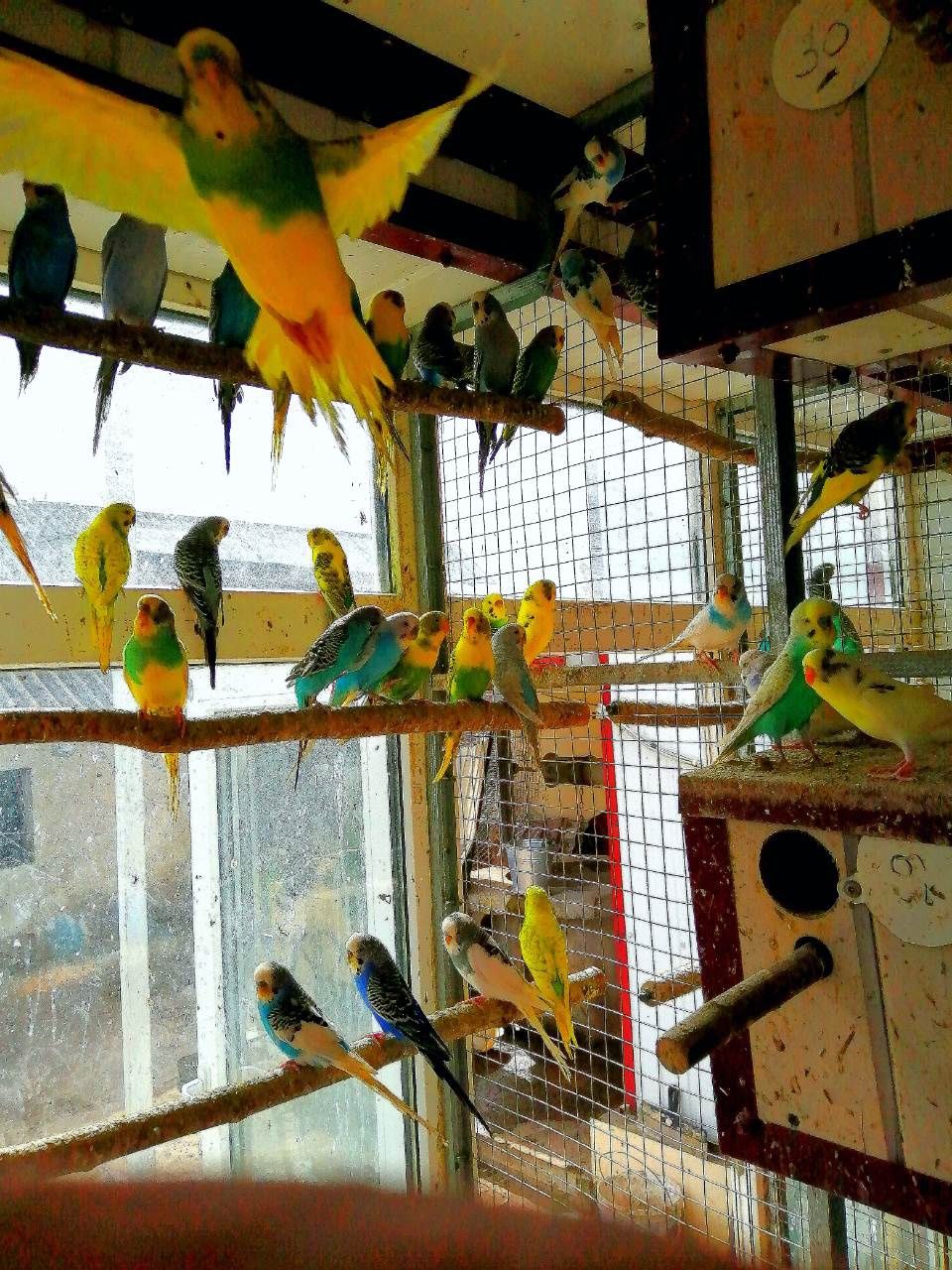Молоді пташенята хвилястих папуг