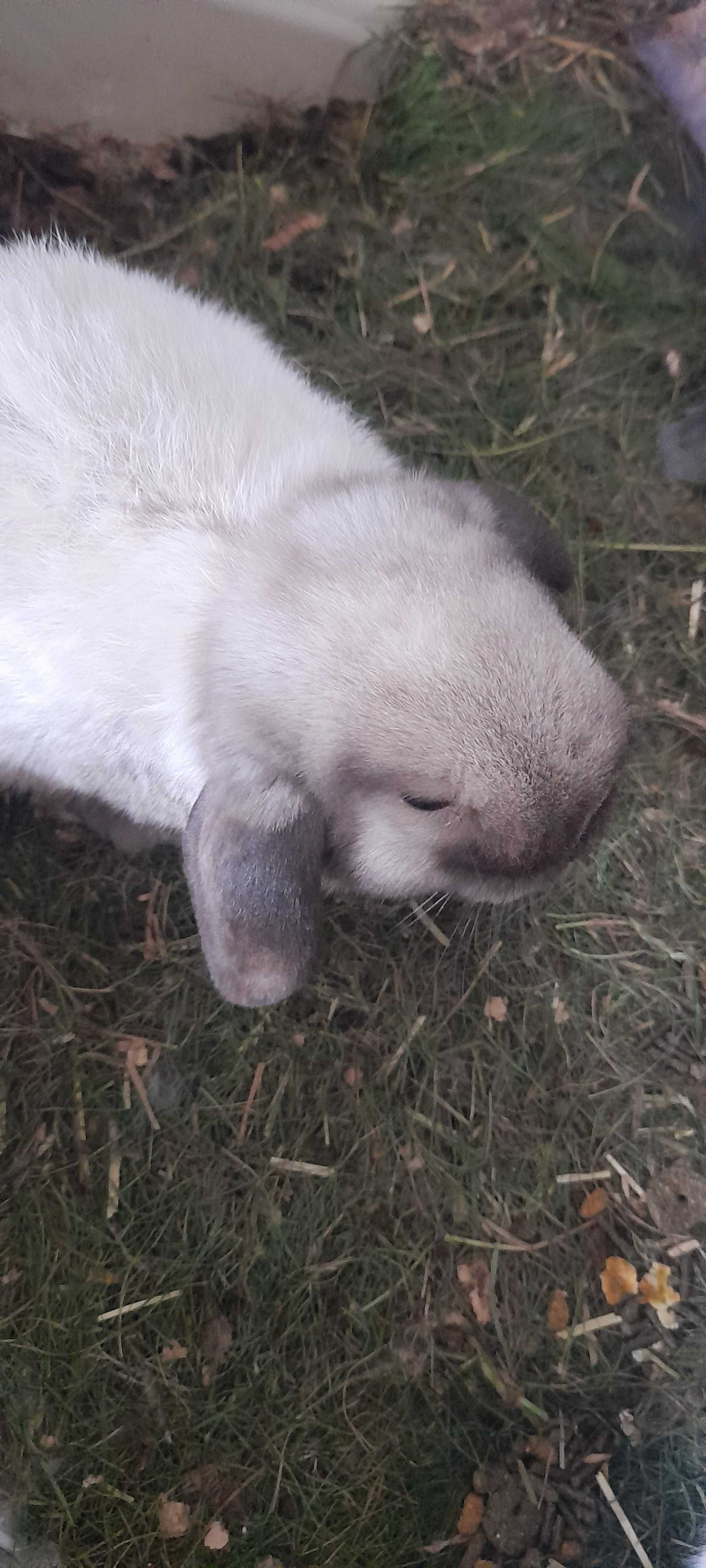 króliki miniaturki
