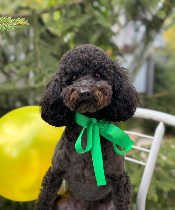 Пудель Вязка