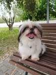 RODOLFO (Macho, Shih-Tzu) Para Adoção