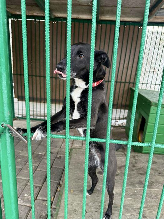 Przezimuj bezdomnego pieska!