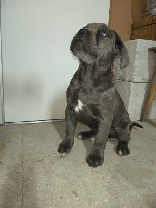 Suczka  Cane Corso