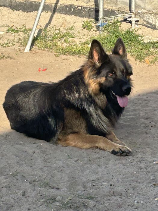 Profesjionalna hodowla owczarkow niemieckich długowłosych