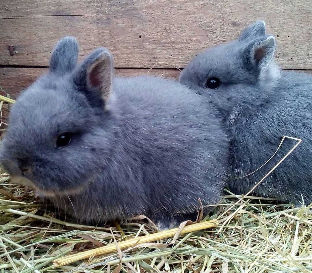 Coelhos anões angorá e mini holandês muito meigos, KIT completo