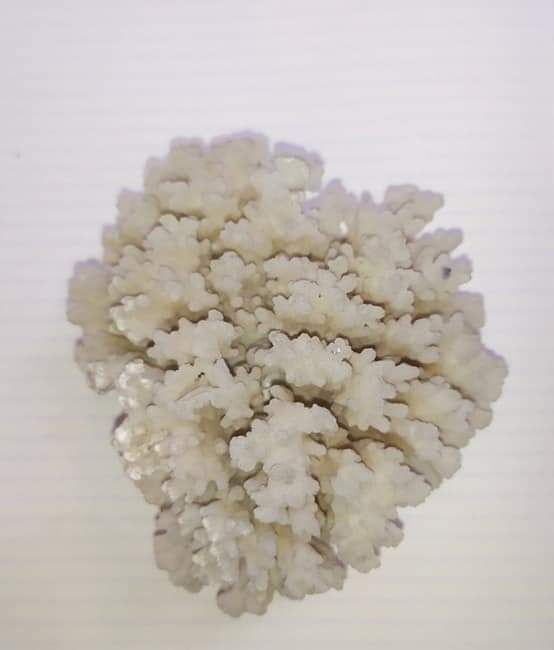 Морський коралл.