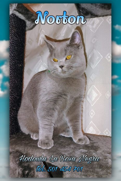 ‼️5 mies.‼️ podchowany grzeczny Kocurek Brytyjski Niebieski