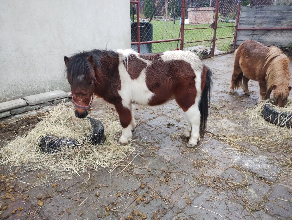 Sprzedam kucyki w typie szetlanda