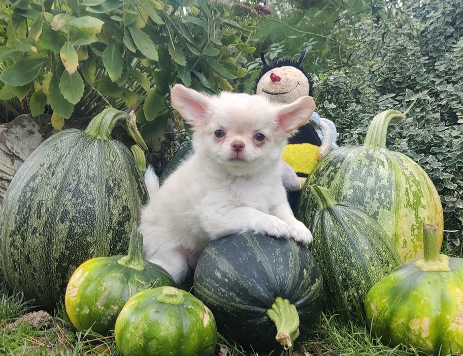 Długowłosy szczeniak Chihuahua z rodowodem FCI