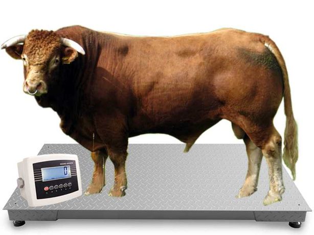 Waga do krów byka żywca Inwentarzowa Platformowa 1,0x2,2 5T WYSYŁKA