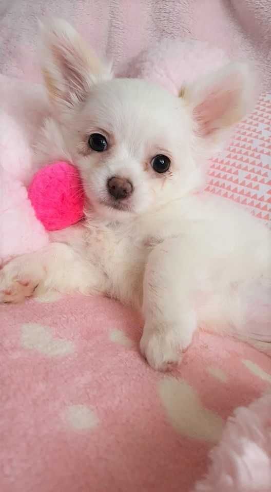 Chihuahua Piesek z Rodowodem. Do odbioru. Mini.