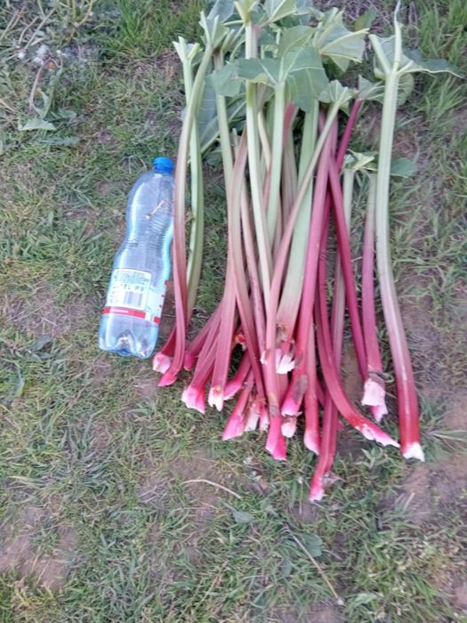 Sprzedam Karpy rabarbaru