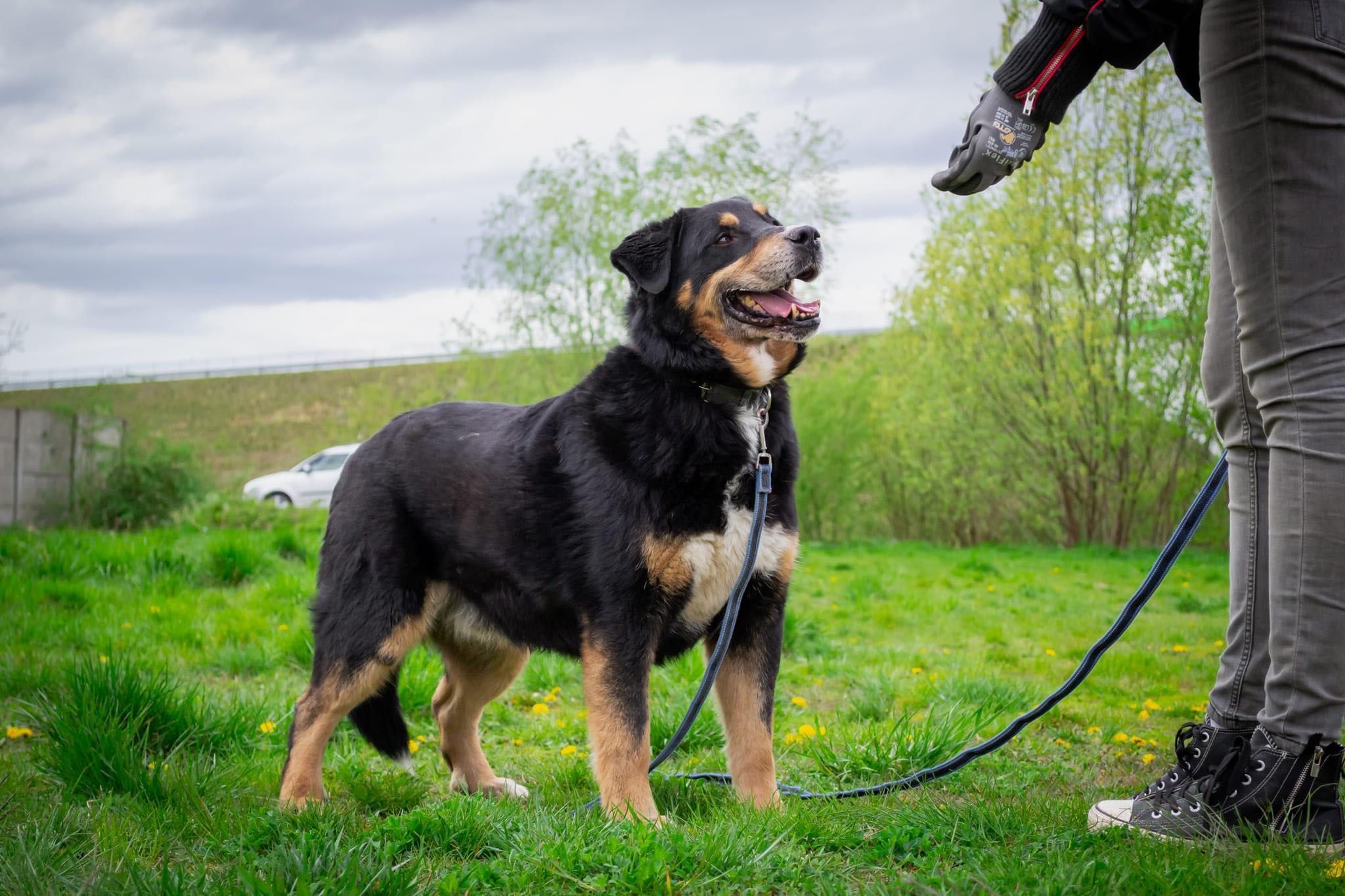 Pies w typie berneński pies pasterski do adopcji!