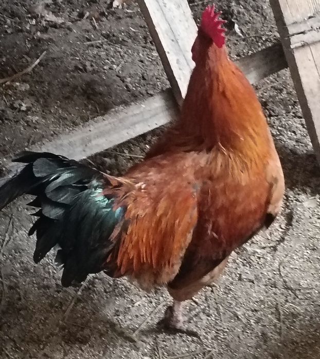 Sprzedam młodego koguta