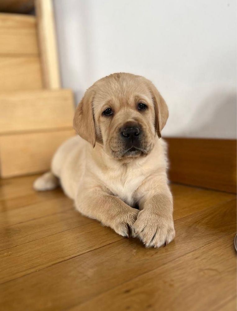 Biszkoptowy piesek Labrador Retriever. FCI
