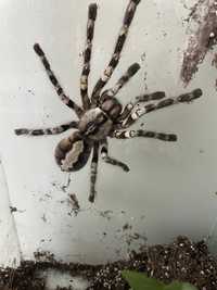 Poecilotheria Regalis dorosła samica