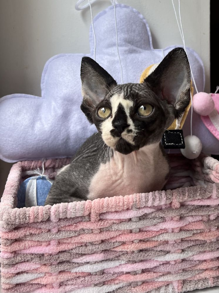 Przepiekny Kocurek Devon Rex