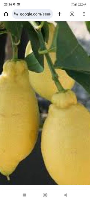 Цитруси привиті: лимон, лайм, кумкват