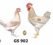 Инкубационные яйца Доминант GS-902