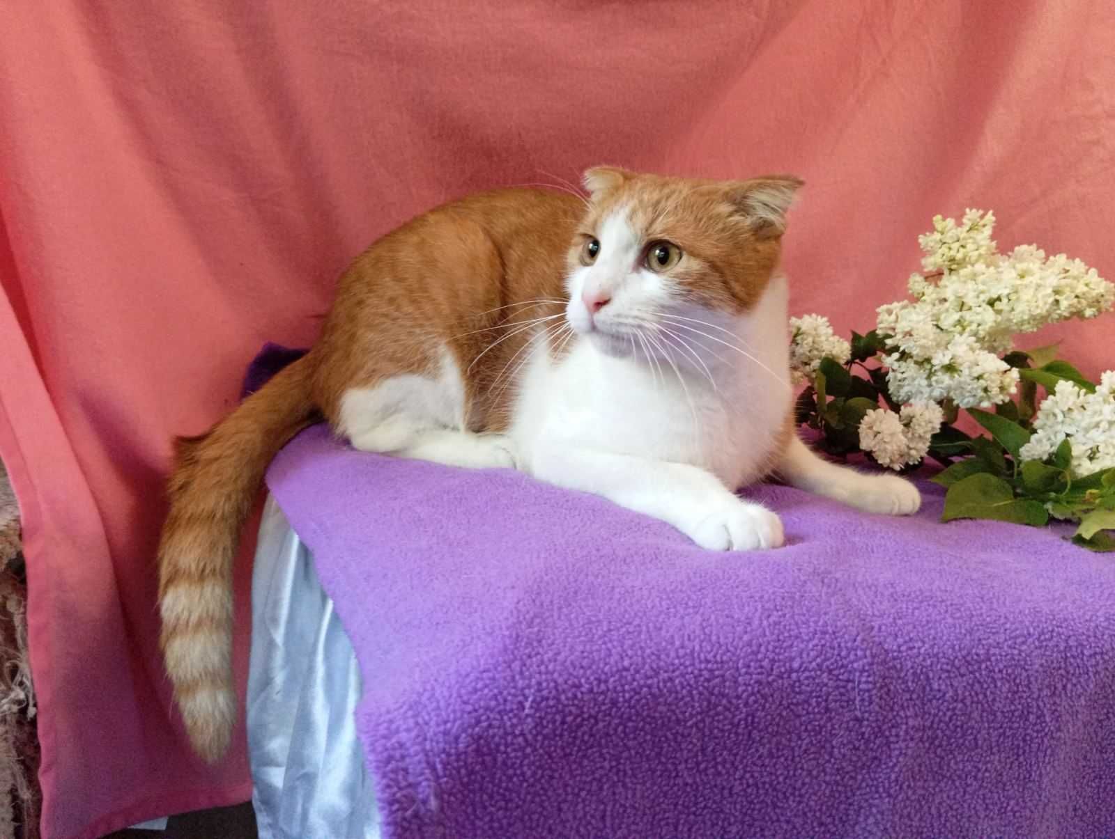 чудо котик Алекс ищет дом и  семью!