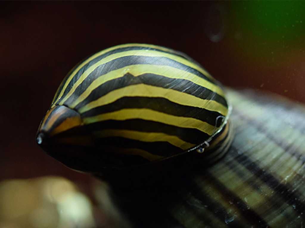 Ślimak helmet , zebra tylko 6 zł