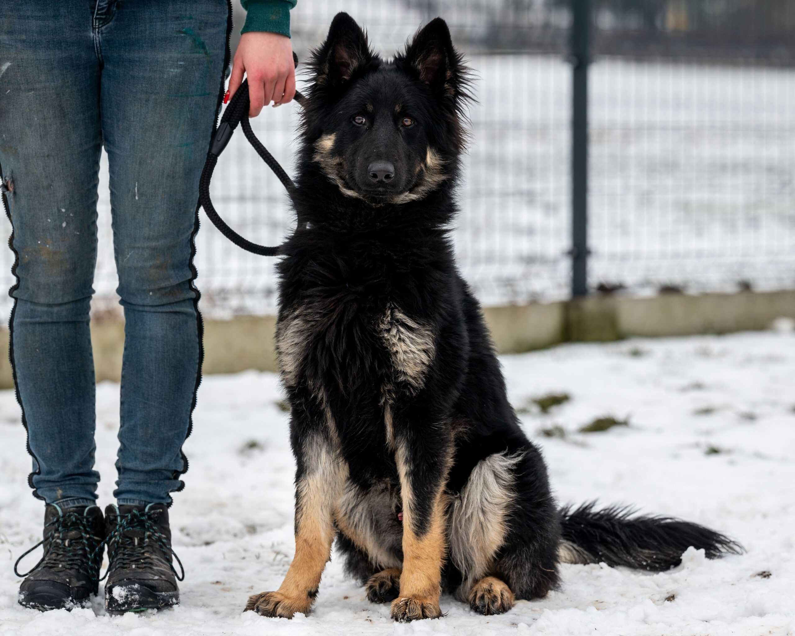 Bardzo miły, przyjazny psiak LIROY ogląda się za domkiem!