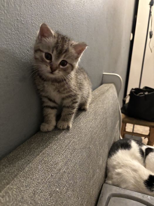 Oddam za darmo  male koty