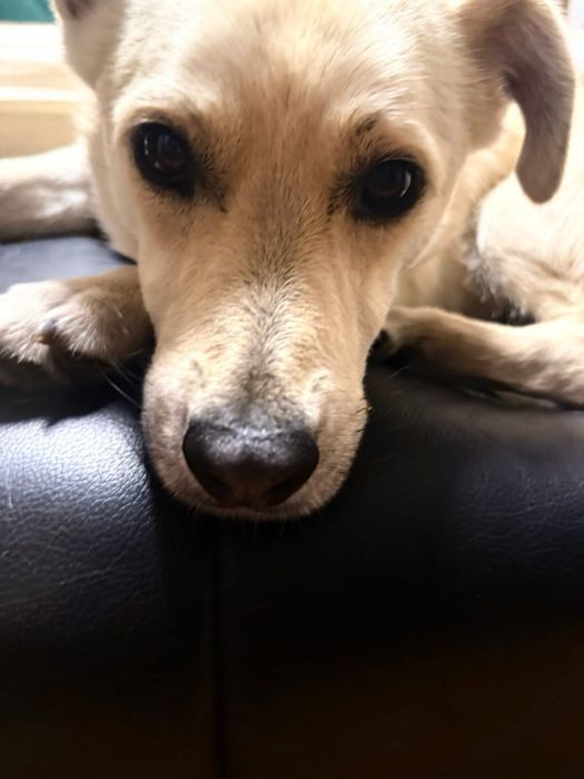 Z cieplego domu do zimnego kojca. Pilna adopcja!!!