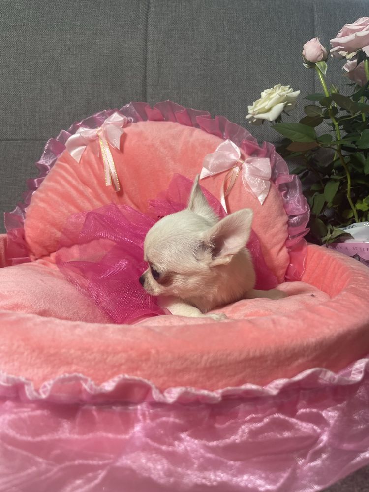 Suczka chihuahua Celinka