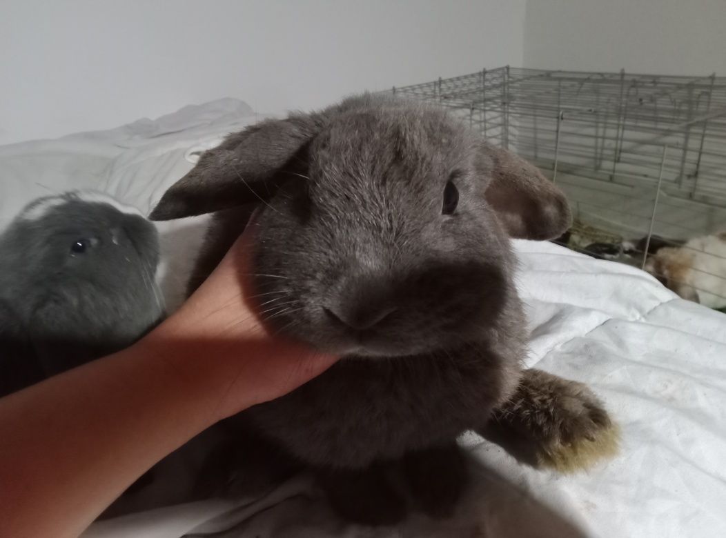 Samiec mini lop młody! Niebieski! Śliczny!