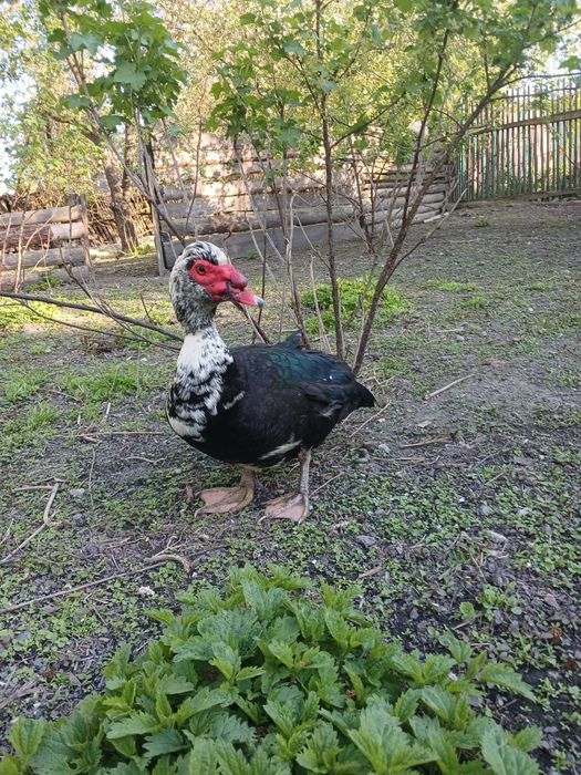 Продаються качки