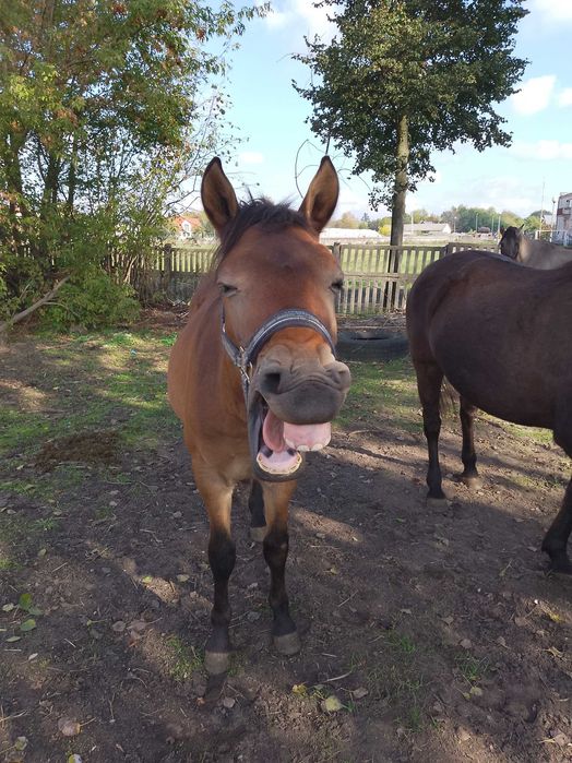 Wesoły 1.5r Hucułek