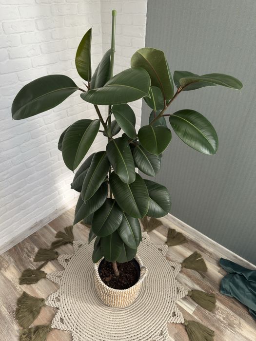 Фікус каучуконосний