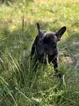 Buldog francuski