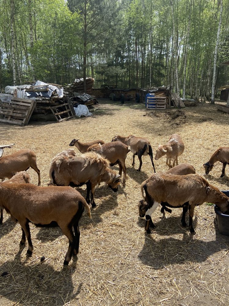 Owce tryki kameruńskie