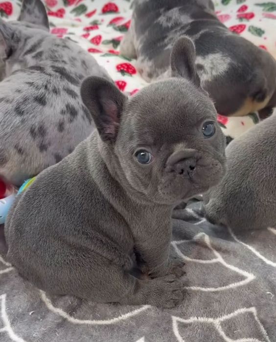 Блакитний.   французький Бульдог