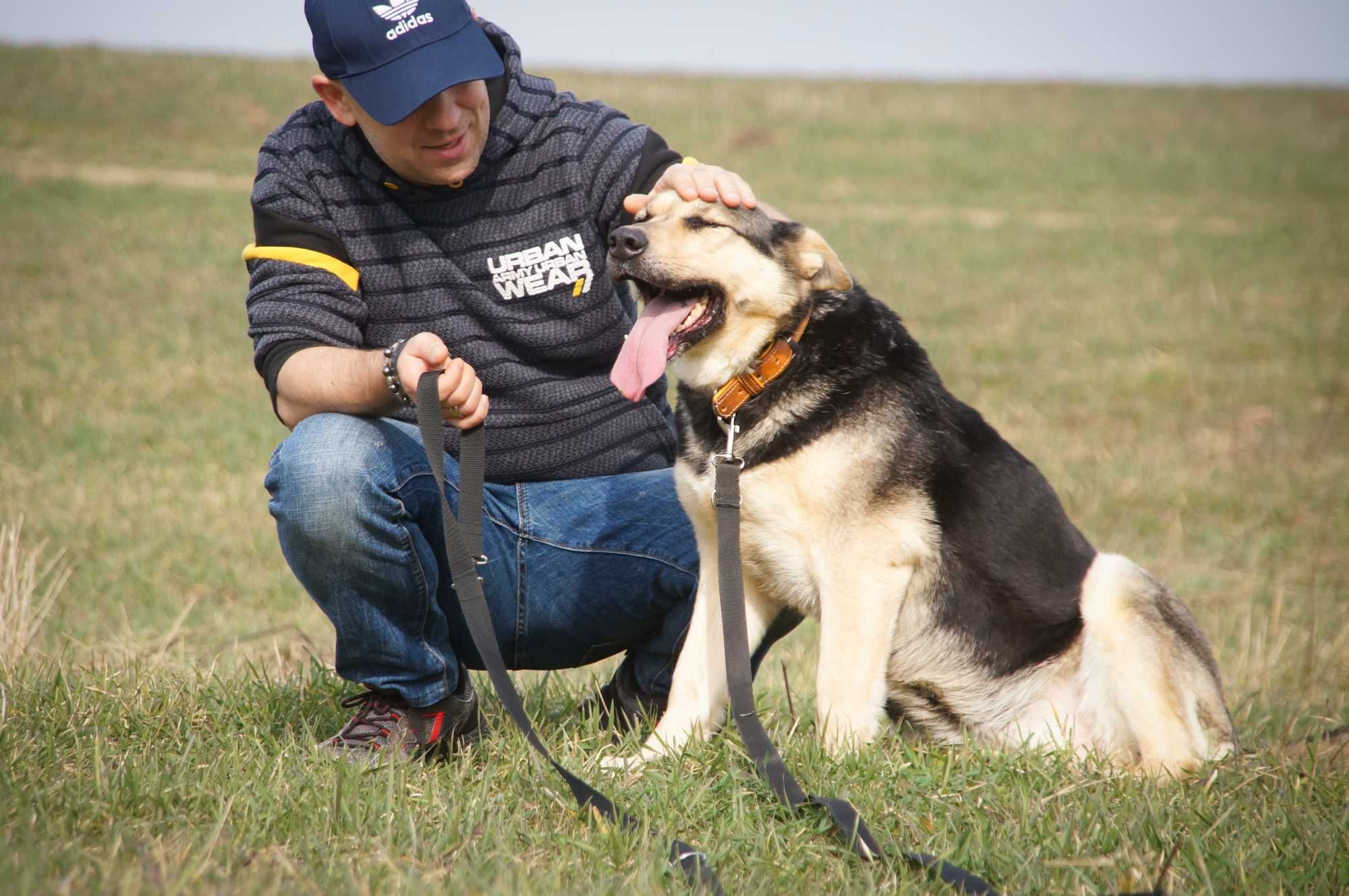 Koksa- młoda, spokojna sunia w typie owczarka poleca się do adopcji.