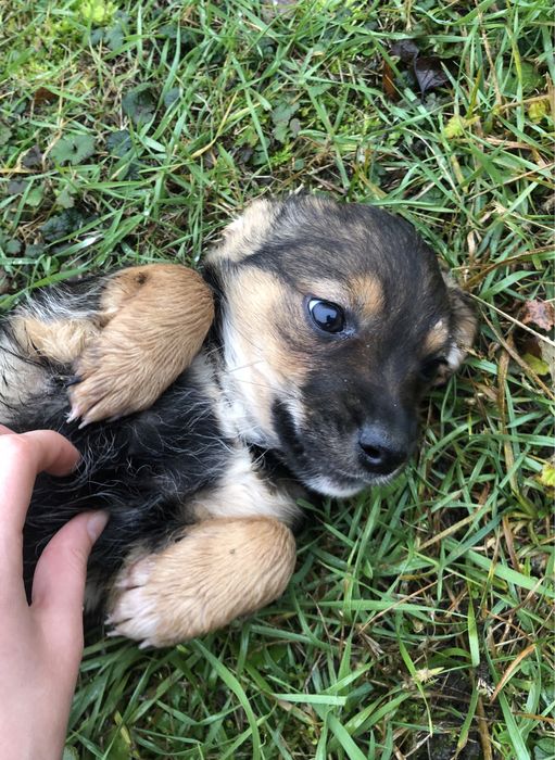 Віддам в добрі руки