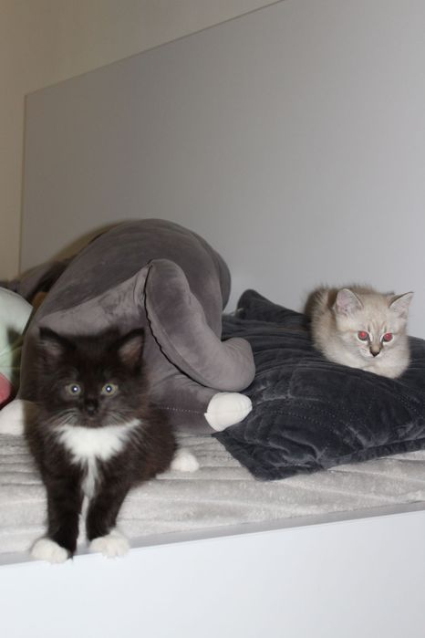 Ручні кошенята..