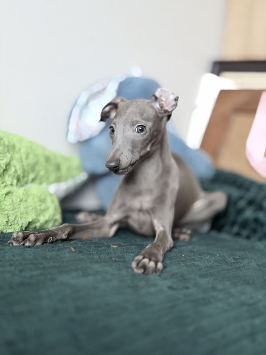 Charcik włoski, chłopczyk, ZKwP (FCI)