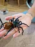 Chromatopelma cyaneopubescens samica ok 6,5dc