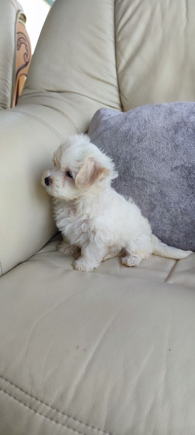 Bichon Maltês fêmea disponível