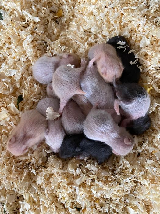 Chomik dzungarski /syryjski