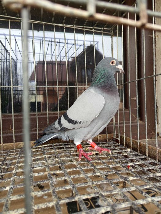 Gołębie pocztowe org.Kosut