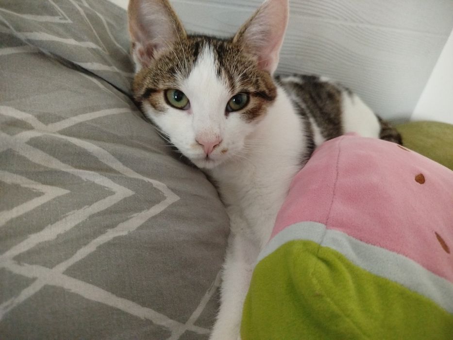 Uroczy kotek Bobi do adopcji