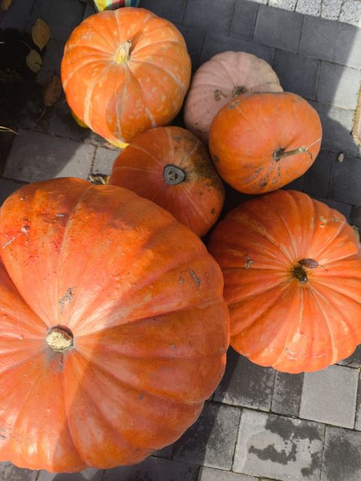 Dynie jadalne i ozdobne halloweenowe