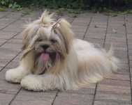 Suczka lhasa apso 8 miesięcy