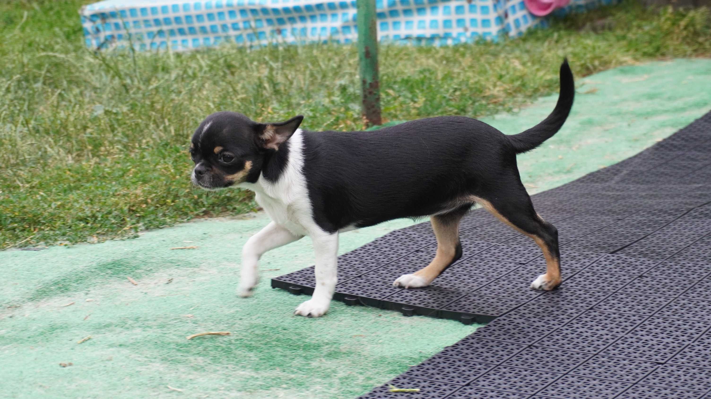 Piękna suczka krótkowłosa, Chihuahua, ZKwP/FCI