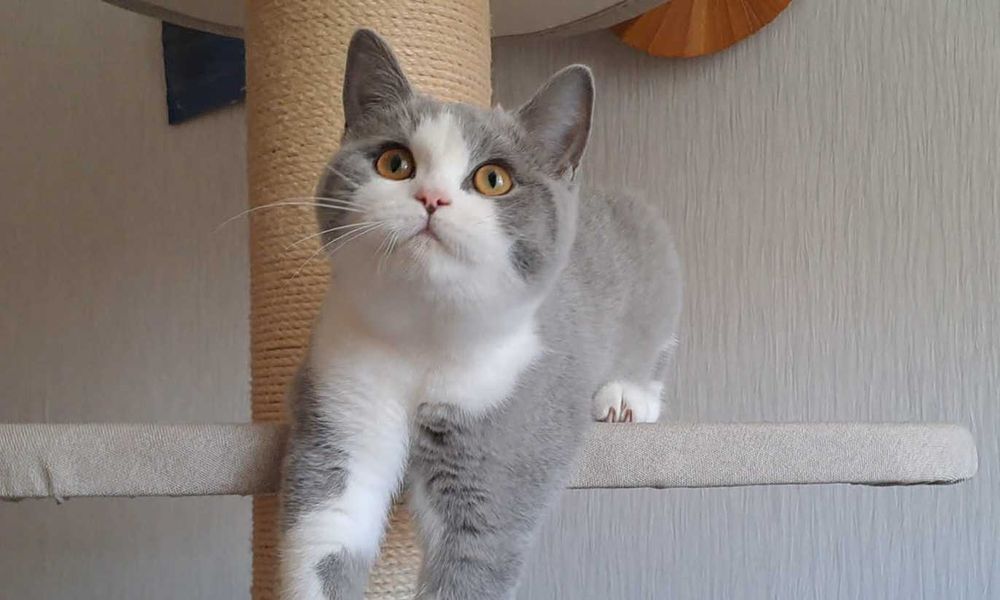 Spokojny kot kocurek brytyjski niebieski bikolor